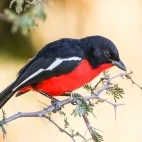 Crimson-breasted shrike.