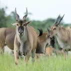 Common eland in South Africa