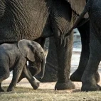 Elephant calf amongst a herd, in South Africa