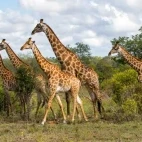 Herd of giraffe in South Africa