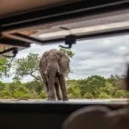 African elephant at photographic hide at Kings Camp in Timbavati Game Reseve, South Africa