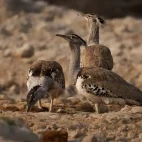 Kori bustard