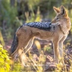 A black-backed jackal in Kruger, South Africa.