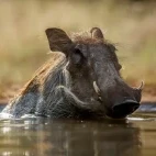 A common warthog bathing in a waterhole, Kruger, South Africa.