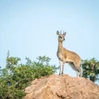 A Klipspringer on a rock in Kruger, South Africa.