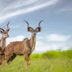 Two kudus in Kruger, South Africa.