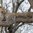 A female leopard with cub, in a tree in Kruger, South Africa.