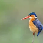 A malachite kingfisher in Kruger, South Africa.