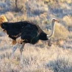 A South African ostrich in Kruger National Park.