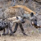 A spotted hyena with cub in Kruger, South Africa.