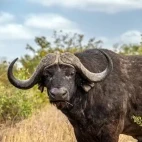A buffalo in Kruger, South Africa.