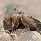 White-backed vultures in Kruger, South Africa.