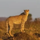 Cheetah in Kruger National Park, South Africa
