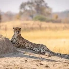 A cheetah near a termite mound, in Kruger, South Africa.