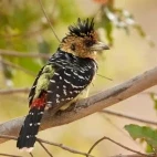 A crested barbet in Kruger, South Africa.