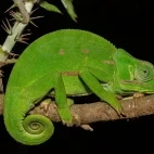 Flap-necked chameleon in Kruger National Park, South Africa