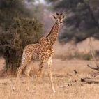 A young giraffe in Kruger, South Africa.