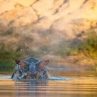 A hippo in the water, in Kruger, South Africa.