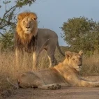 Two lions in Kruger, South Africa.