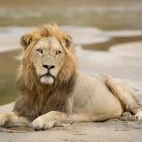 A resting male lion in Kruger, South Africa.