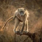 A baboon in Kruger, South Africa.