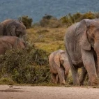 An African elephant with calf, in Kruger, South Africa.