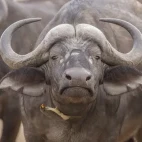 African buffalo in Kruger National Park, South Africa