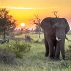 African elephant in Kruger National Park, South Africa