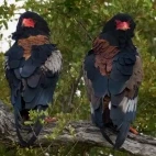 Bateleur eagle in Kruger National Park, South Africa