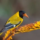 Black-headed oriole in Kruger National Park, South Africa
