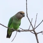 Brown-headed parrot in Kruger National Park, South Africa