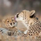 Cheetah in Kruger National Park, South Africa