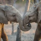 African elephant in Kruger National Park, South Africa