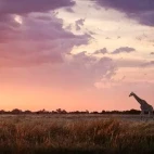 Giraffe in Kruger National Park, South Africa