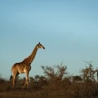 Giraffe in Kruger National Park, South Africa.