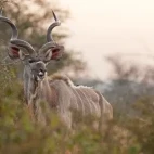 Greater kudu in Kruger National Park, South Africa