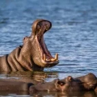 Hippo in Kruger National Park, South Africa