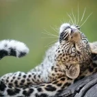 Leopard in Kruger National Park, South Africa