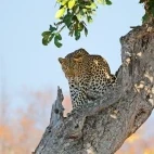 Leopard in Kruger National Park, South Africa