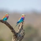 Lilac-breasted roller in Kruger National Park, South Africa