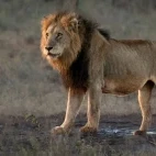 Lion in Kruger National Park, South Africa.
