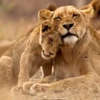 Lion & cub in Kruger National Park, South Africa