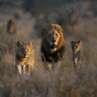 Lion pride in Kruger National Park, South Africa