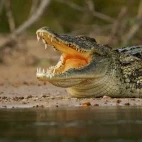 Nile crocodile in Kruger National Park, South Africa