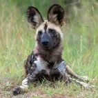 Wild dog in Kruger National Park, South Africa