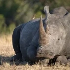 A resting rhino in Kruger, South Africa.