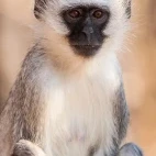 Vervet monkey in Kruger, South Africa.