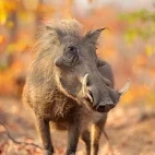 Warthog in Kruger National Park, South Africa