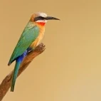 A white-fronted bee-eater in Kruger, South Africa.