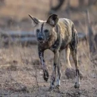 African wild dog in Kruger, South Africa.